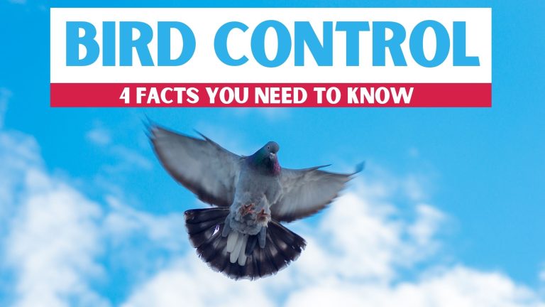 Bird Control 4 Facts You Need To Know
