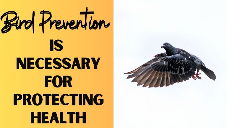 Bird Prevention Is Necessary For Protecting Health