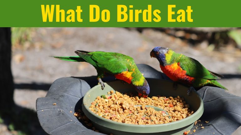 What Do Birds Eat