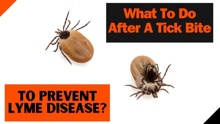 What To Do After A Tick Bite To Prevent Lyme Disease